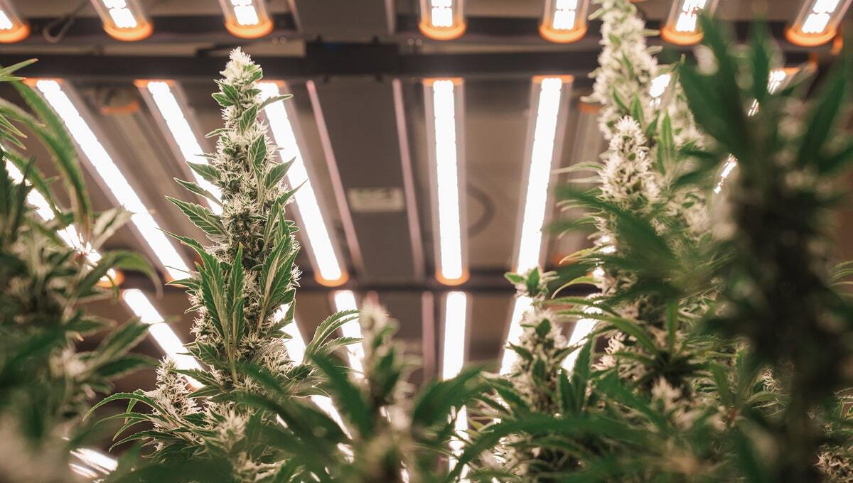 Cannabis equipment financing